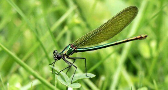 dragonfly, arthropod, summer, nature, insect, grass, outdoor