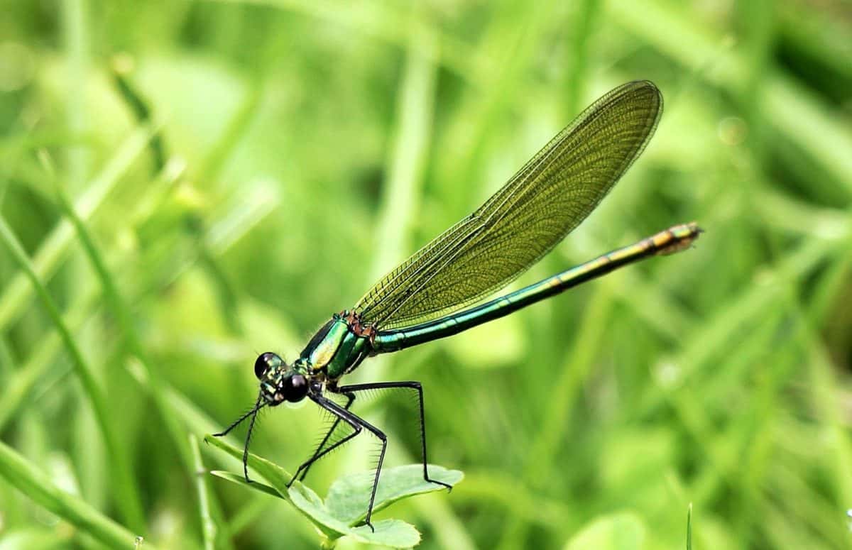 Dragonfly, členovci, hmyz, volně žijící zvířata, příroda, zvířat, zelená tráva, venkovní