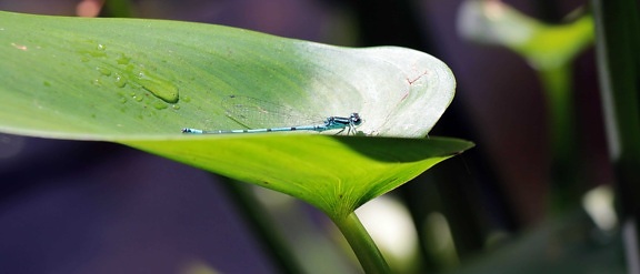 แมลงปอ สัตว์ขาปล้อง ธรรมชาติ ฟลอรา ใบไม้เขียว แมลง พืช สวน