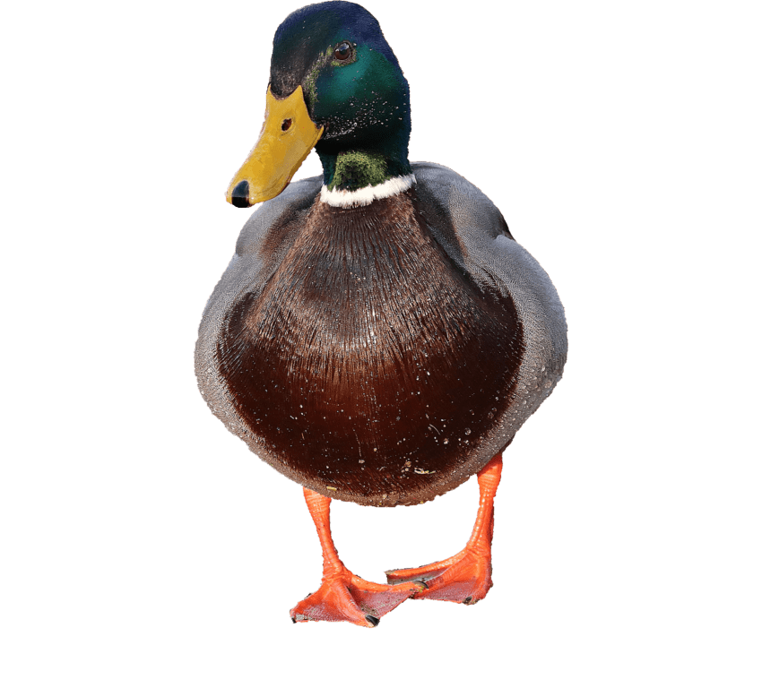 Free picture: photomontage, creativity, wildlife, waterfowl, duck, bird ...