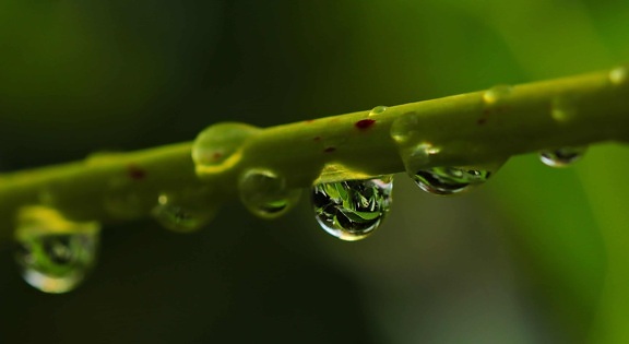 vatten, växt, natur, droppe, våt, regn, växt