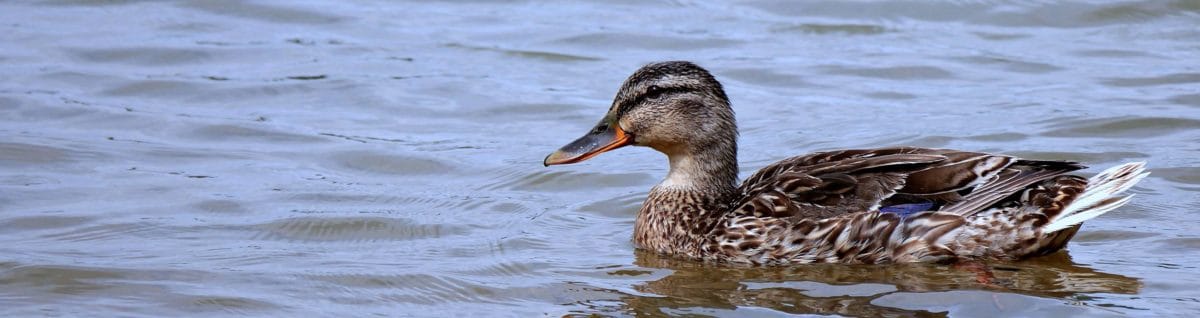 wild duck, zoology, nature, lake, reflection, water, bird