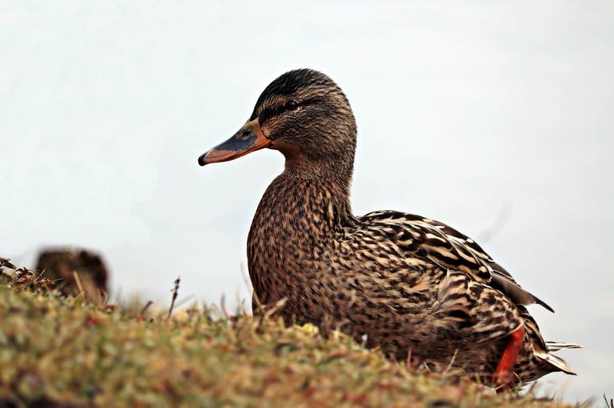 poultry, wild duck, bird, wildlife, grass, lake, ornitology