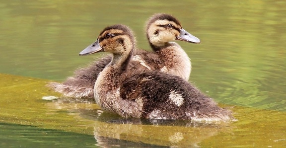 duckling, young, duck, wildlife, bird, waterfowl, lake, water