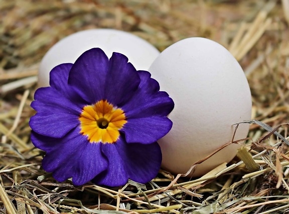 復活祭の卵、花、自然、ハーブ、植物、装飾、静物