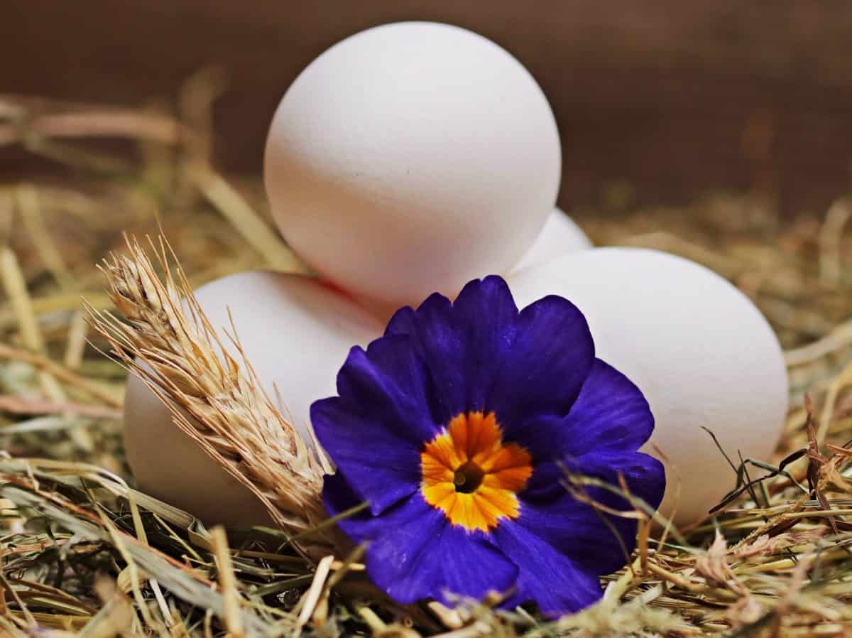 Húsvéti tojás, díszítése, bibe, természet, virág, növény, szirom, szalma
