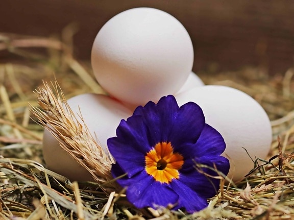 Easter egg, decoration, pistil, nature, flower, plant, petal, straw