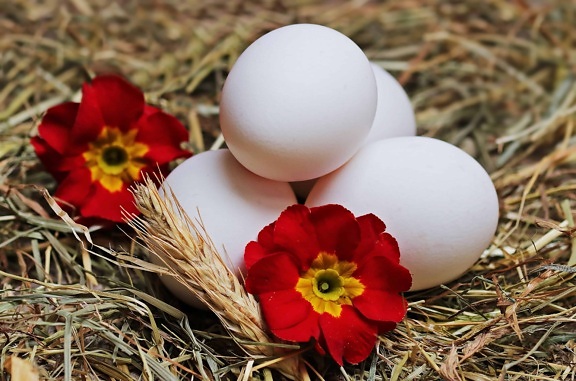 Easter egg, decoration, nest, nature, flower, egg, straw