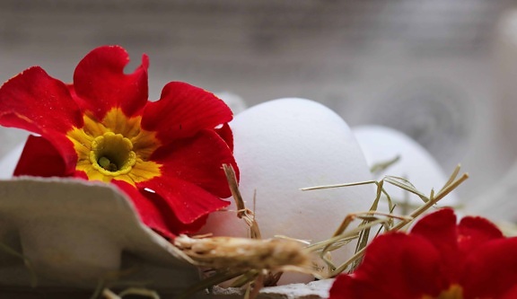 Ovo de Páscoa, ainda vida, decoração, flor, pétala, flor, ovo, palha