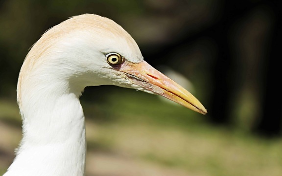 white heron, bird, wildlife, animal, nature, beak, feather, wild