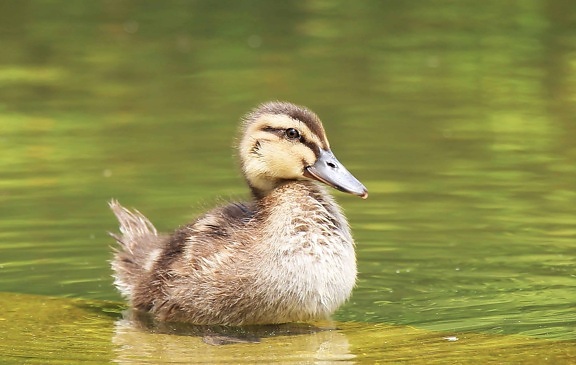 duckling, lake, waterfowl, nature, young, duck, wildlife, bird, water