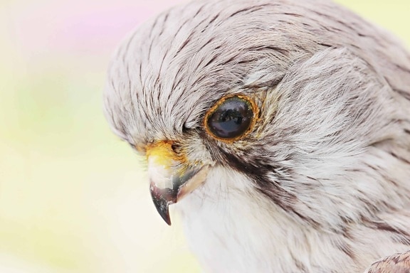 grey hawk, beak, eye, animal, bird, feather, wildlife, raptor