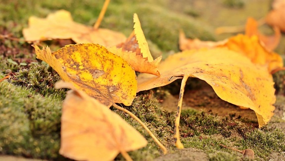гора, през есента, растение, Мос, листа
