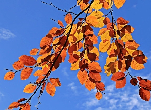 albero, ramo, pianta, autunno, cielo blu, foresta, marrone