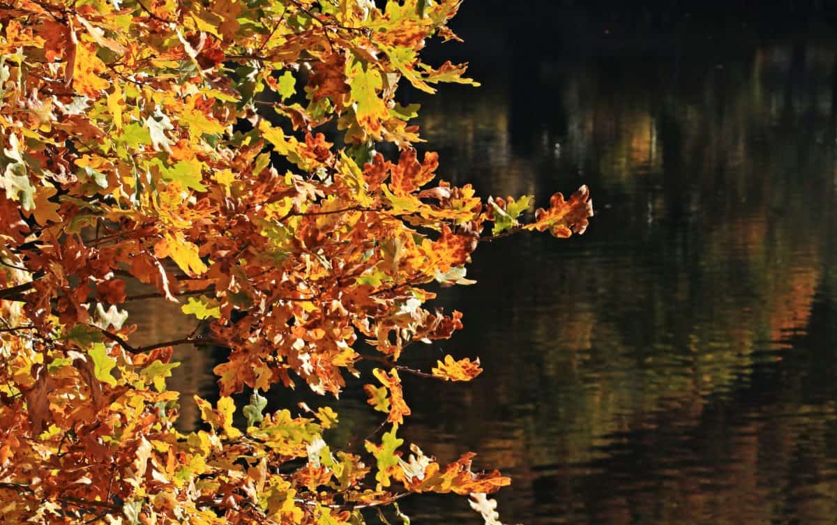 Есен, листа, жълт, вода, отражение, природа