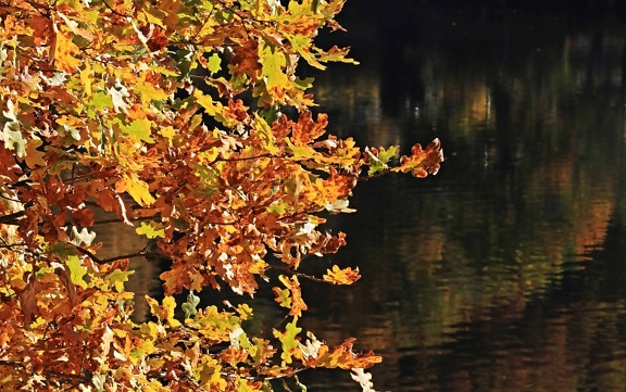 秋は、葉、黄色、水、反射、自然