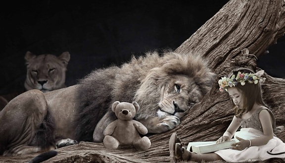 kucing, singa, satwa liar, liar, gadis, boneka beruang, bunga, photomontage, mainan