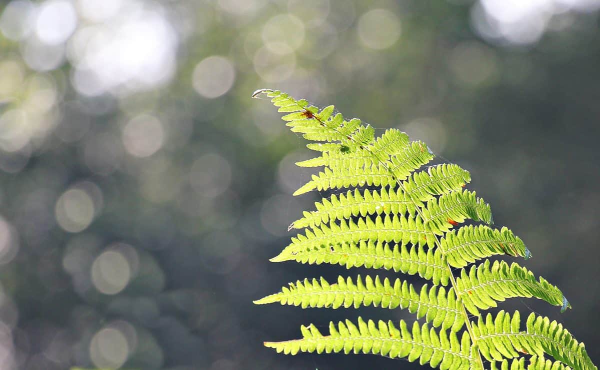 папрат, зелени листа, природа, слънце, растение, Открит, дневна светлина, екология