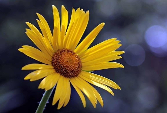 gelbe Blume, Detail, Blütenblatt, Pflanze, Frühling, pollen