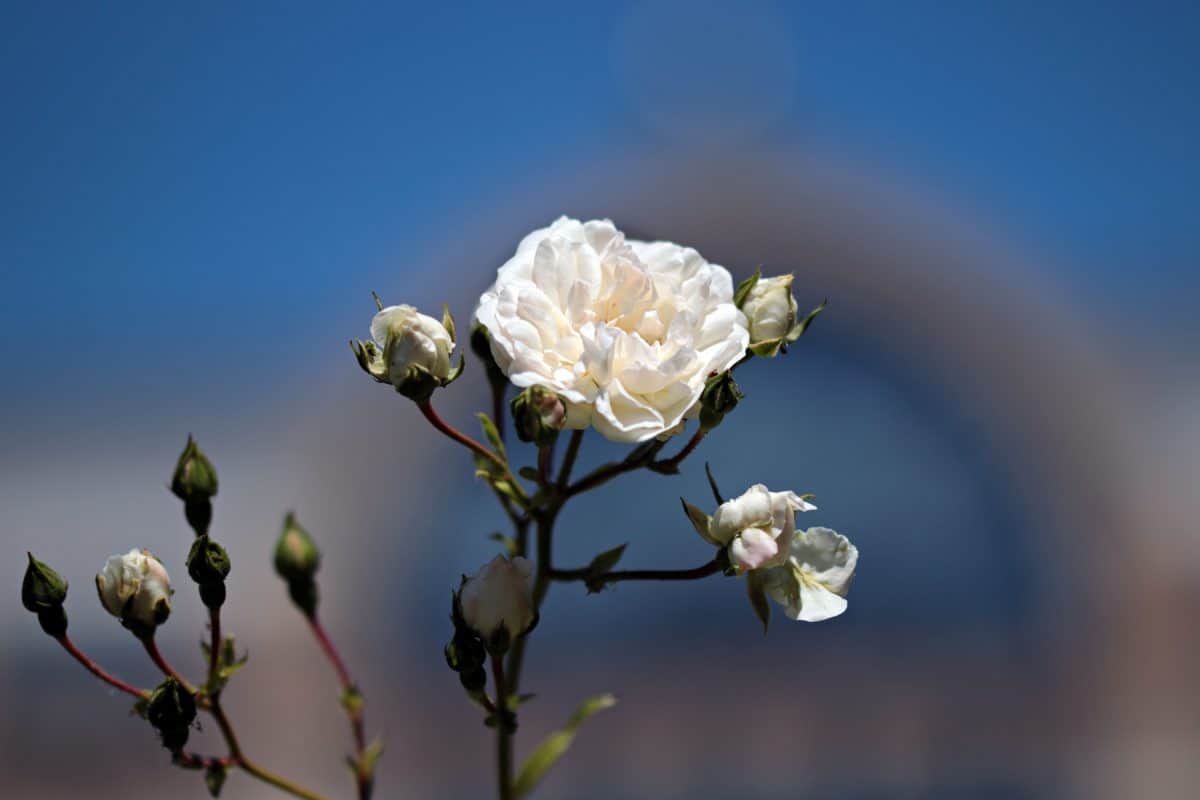 Белые розы, Дикие розы., Голубое небо, цветок, растение, цветок, филиал
