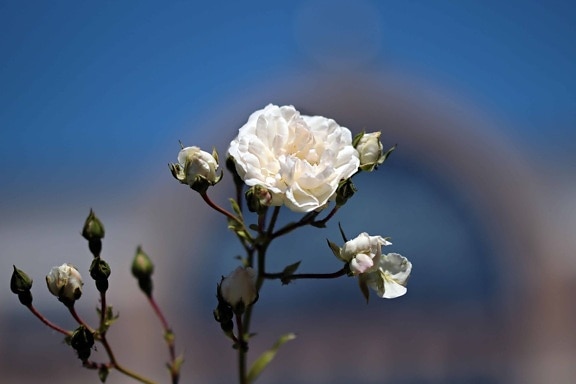 weiße rose, wild rose, blauer Himmel, Blume, Pflanze, Blüte, Zweig