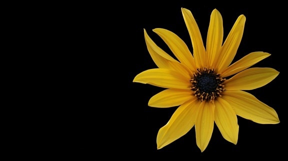 สตูดิโอถ่ายภาพ มืด เงา ดอก ดอกไม้ ดอกไม้ พืช