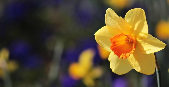 yellow daffodil, summer, flower, plant, petal, garden, blossom