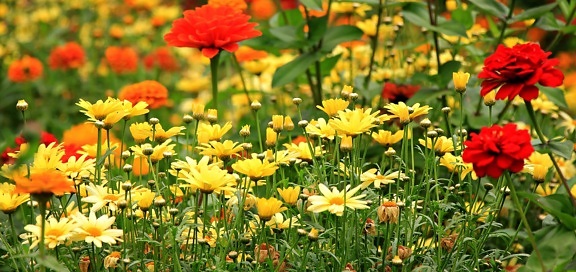 ฟิลด์ ธรรมชาติ ใบ ทุ่งหญ้า ดอกไม้ นิเวศวิทยา ฤดูร้อน หญ้า สวน พืช