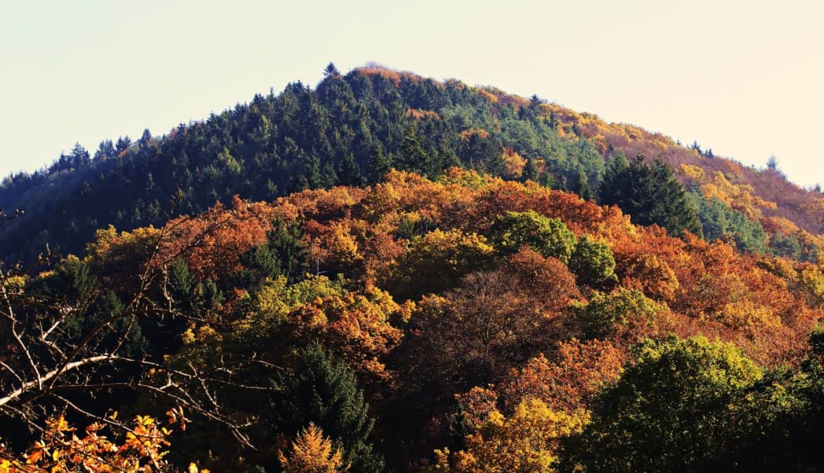 krajobraz, drzewa, liść, hill, natura, roślina, jesień, Na Dworzu, niebo
