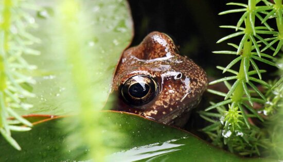 nature, green leaf, brown frog, amphibian, eye, animal, wildlife
