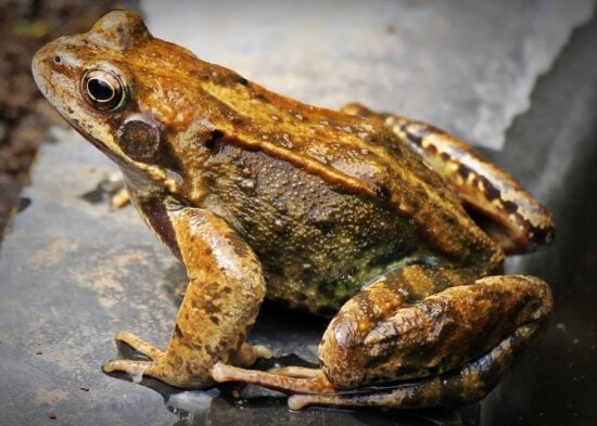 wildlife, brown frog, wet, liquid, amphibian, eye, animal, ground