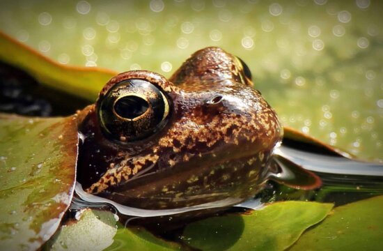 frog, water, water lily, animal, lotus, head, eye, leaf, wetland