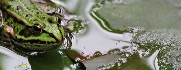 Natur, Wasser, grüner Frosch, nass, Amphibien, Wild, Gemüse