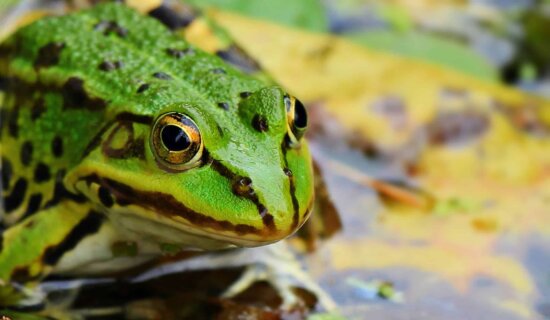 amphibian, swamp, wildlife, green frog, nature, eye, animal