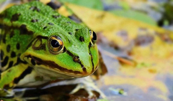 Amphibien, Sumpf, Wildtiere, grüner Frosch, Natur, Auge, Tier