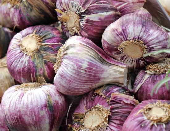 garlic, market, food, vegetable, onion, organic, agriculture
