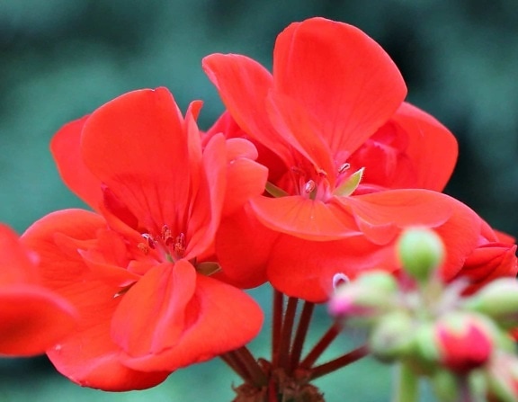 ใบ ธรรมชาติ ฟลอรา กลีบดอก ดอกสีแดง ฤดู ร้อน สวน