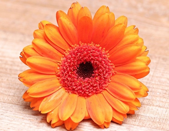 Натюрморт, венчелистче, цветен прашец, цвете, растение, пролет, оранжев цвят