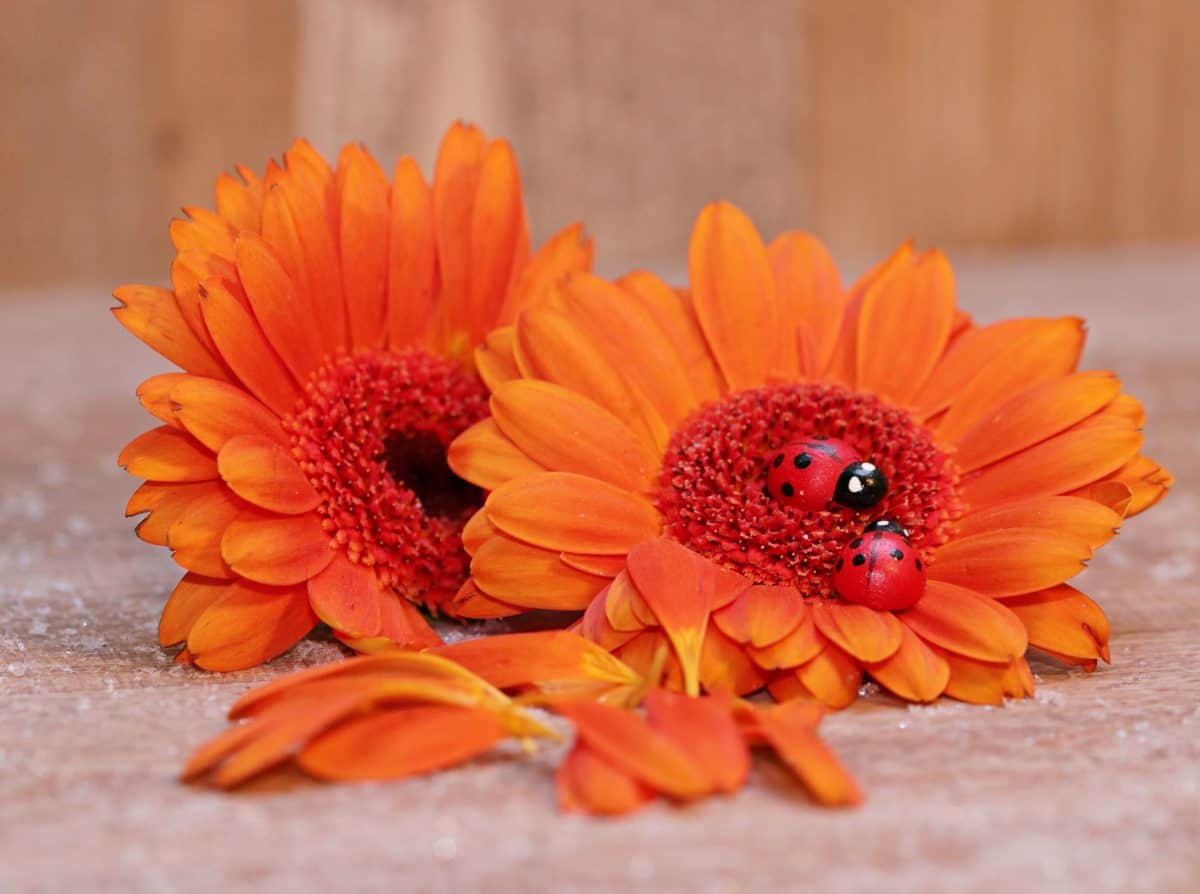 フリー写真画像 静物 装飾 てんとう虫 オレンジ色 植物 自然 花 夏 花弁 植物 花