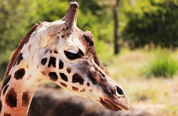 girafa safari, natura, animale, sălbatic, faunei sălbatice, cap
