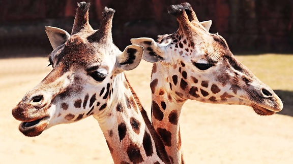 wild, Africa, giraffe, neck, nature, animal, head, wildlife, safari