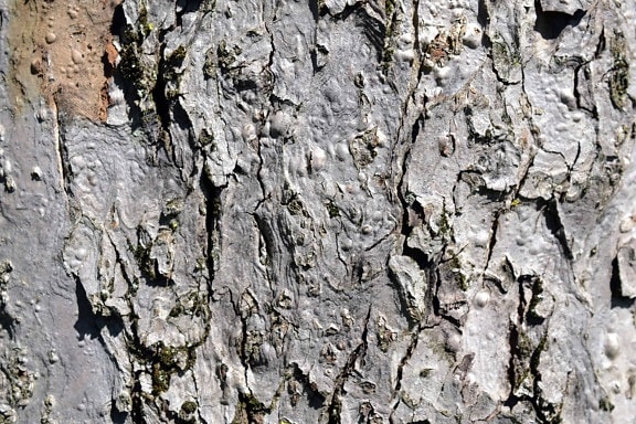 abstract, pattern, old, wood, tree, bark, texture, material