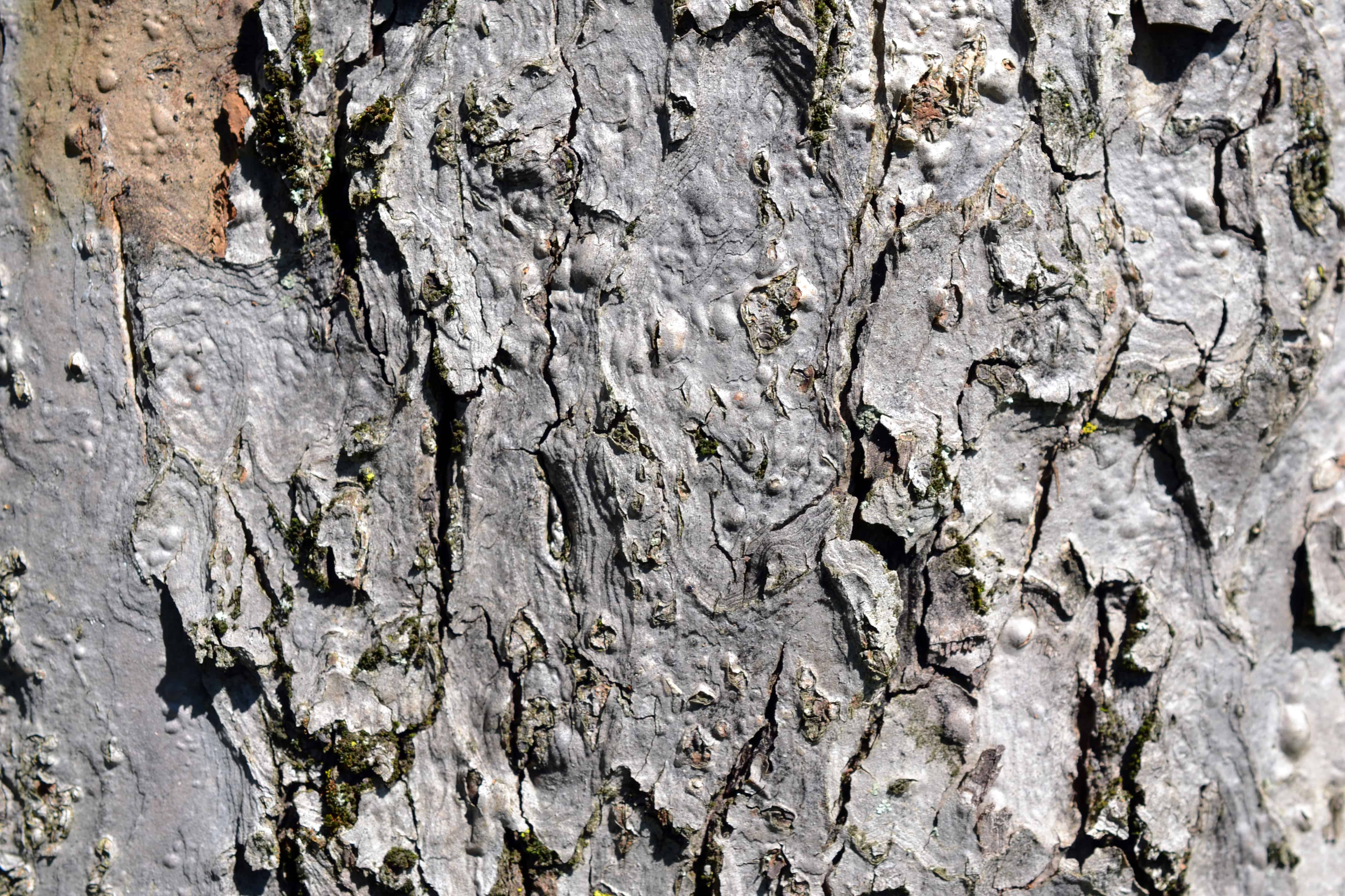 フリー写真画像 抽象的なパターン 古い 木 木 樹皮 テクスチャ 素材