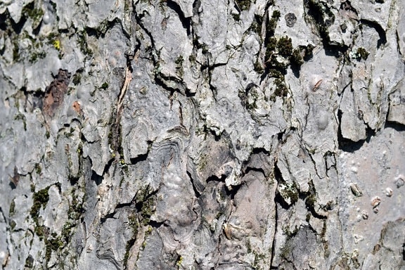 textura, Resumen, edad, patrón, material de superficie, de corteza de árbol