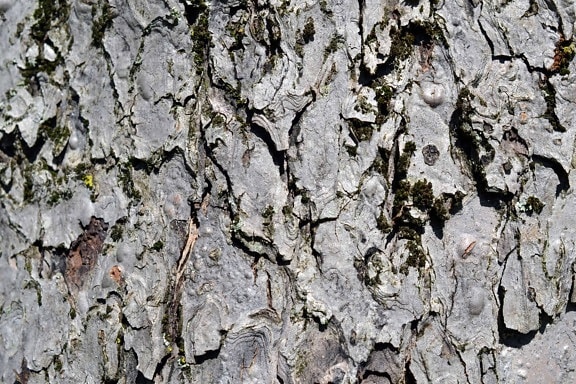 abstract, texture, bark, tree, pattern, old, nature, material