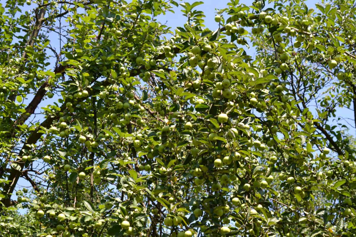แอปเปิ้ลเขียว ออร์ชาร์ด สาขา ต้นไม้ ใบไม้ เกษตร ฤดูร้อน ผลไม้ พืช ธรรมชาติ