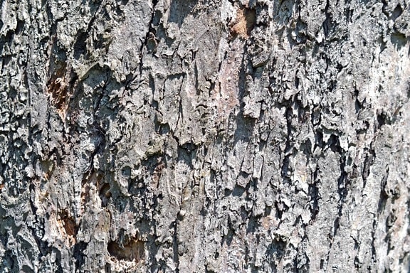 pattern, old, texture, abstract, wood, bark, tree, material