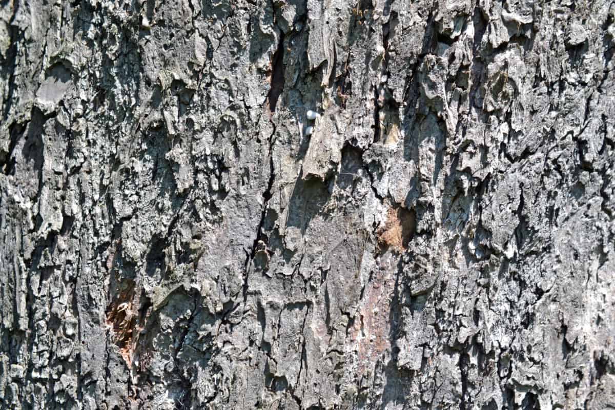 Ek bark, gamla mönster, trä, textur, torka, abstrakt, träd