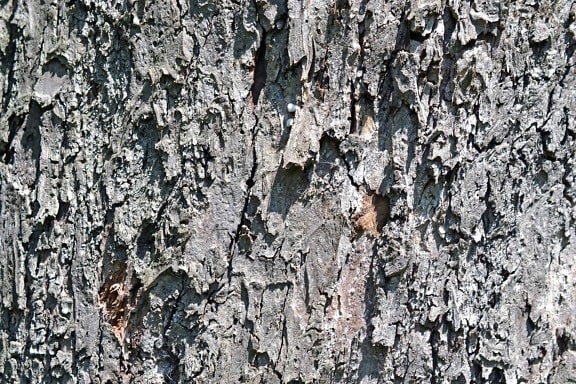 oak, bark, old, pattern, wood, texture, dry, abstract, tree