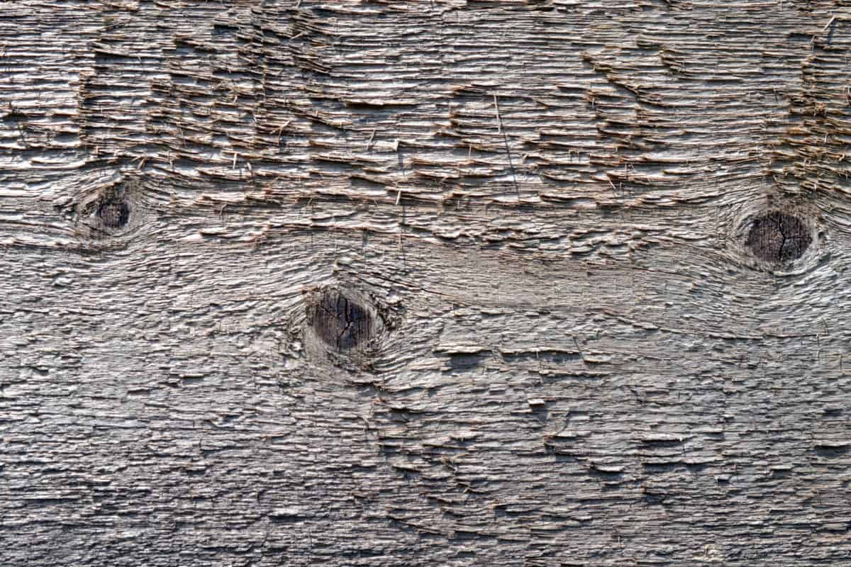textur, mönster, trä Knut, lövträ, material, yta, material